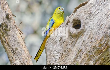 Turquoise parrot, colorful Australian native bird, blue and yellow plumage at Chiltern Mount Pilot National Park, north east Victoria, Australia Stock Photo