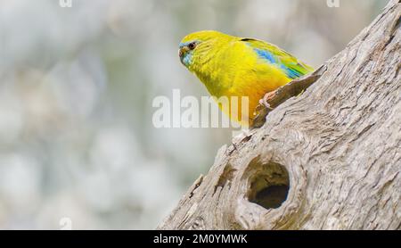 Turquoise parrot, colorful Australian native bird, blue and yellow plumage at Chiltern Mount Pilot National Park, north east Victoria, Australia Stock Photo