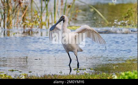 Royal spoonbill with spread wings standing in water in wetland pool at Rockhampton, Queensland, Australia Stock Photo