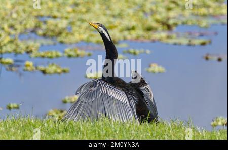 Waterbird Australasian darter drying out spread wings in the sun beside a wetland pond at Rockhampton, Queensland, Australia Stock Photo
