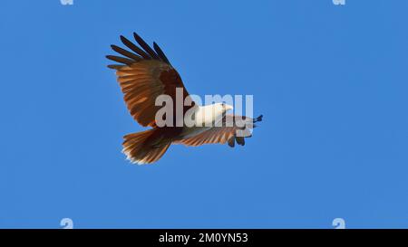 A Brahminy kite bird of prey soars on thermals in a clear blue sky in Rockhampton, Queensland, Australia Stock Photo