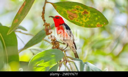Male Scarlet myzomela honeyeater feeding on a spider in a Eucalypt tree at Hasties Swamp, Atherton Tablelands, Cairns, Queensland, Australia Stock Photo