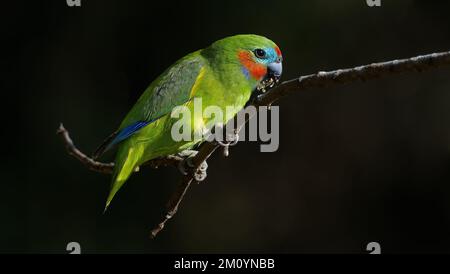 Male Double eyed fig parrot perched on a branch against black background eating figs, Cairns, Queensland, Australia Stock Photo