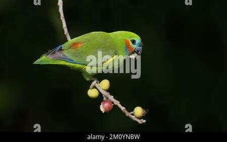 Male Double eyed fig parrot perched on a branch against black background eating figs, Cairns, Queensland, Australia Stock Photo