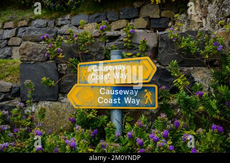 Weathered trail signs and purple flowers in front of a stone wall along Northern Ireland's Causeway Coast Way hiking trail Stock Photo