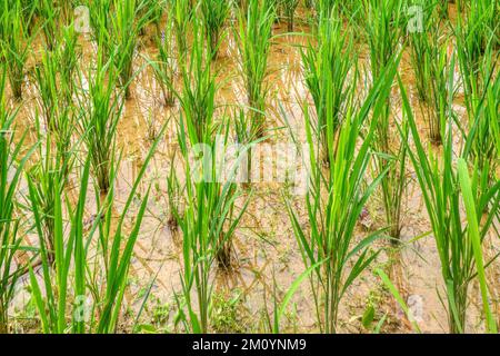 Focus on middle to rear leaves of a crop of healthy rice plants growing in a wet paddy on Mindoro Island, Philippines. Stock Photo