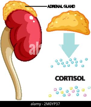 Cortisol Explained Adrenal gland produce cortisol vector illustration Stock Vector Image ...