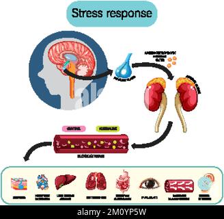 Stress response anatomical diagram with inner organs illustration Stock ...