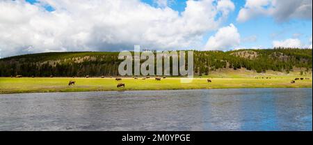 Panorama of a vast landscape with a buffalo herd grazing on green grass beside the Firehole River in Yellowstone National Park, Wyoming Stock Photo