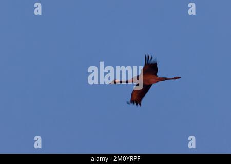 Common crane Grus grus, adult flying at dusk, Toledo, Spain, November Stock Photo