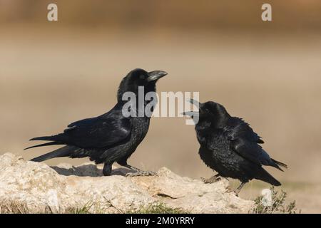 Common raven Corvus corax, 2 adults perched on rock, Toledo, Spain, November Stock Photo