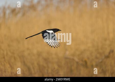Common magpie Pica pica, adult flying, Toledo, Spain, November Stock Photo
