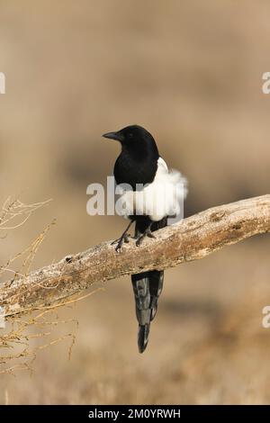 Common magpie Pica pica, adult perched on branch, Toledo, Spain, November Stock Photo