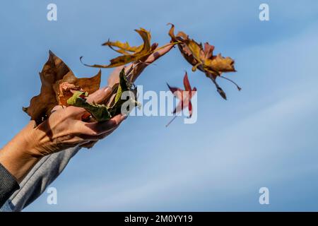 Female hands try to catch falling autumn leaves against the blue sky Stock Photo