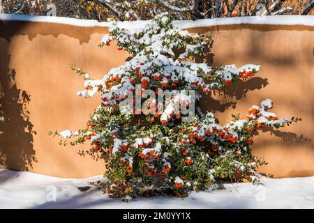 Winter scene of snow-covered shrub with orange berries against an adobe wall in Santa Fe, New Mexico Stock Photo
