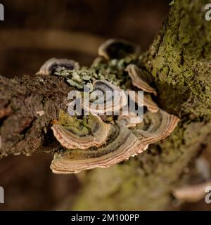 Rainbow Fungus growing on dead Peach tree trunk Stock Photo