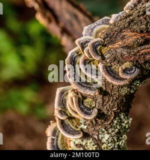 Rainbow Fungus growing on dead Peach tree trunk Stock Photo