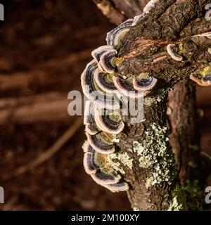 Rainbow Fungus growing on dead Peach tree trunk Stock Photo