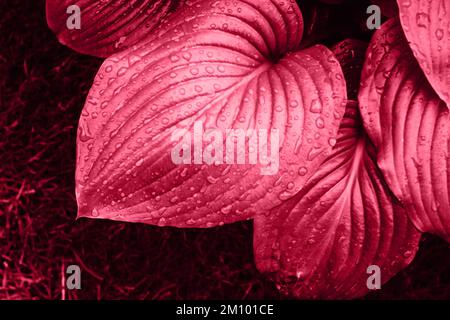 Color of the Year 2023. Viva Magenta. Plant Grow Background hosta. After rain. Leafs with water drops Stock Photo