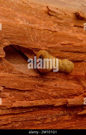 Wood borer Beetle Larvae Stock Photo - Alamy