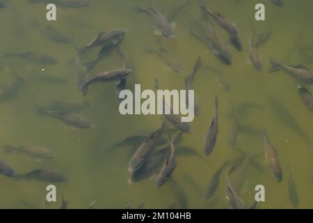 Flock of fish in the river. A lot of fish in the water. Stock Photo