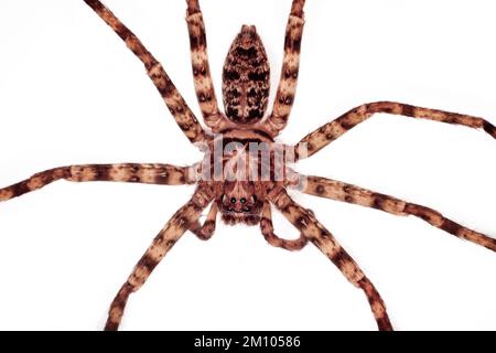 Large huntsman spider, dorsal view close-up, Sarawak, Borneo, East Malaysia. White background, cutout Stock Photo