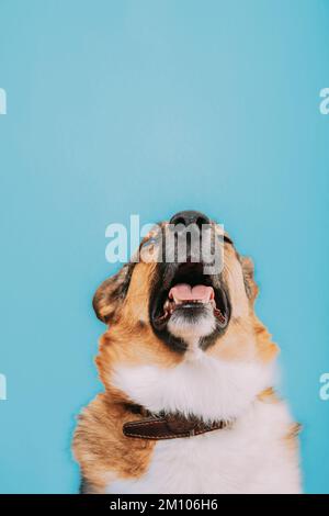 Portrait of mongrel dog sneezes, runny nose. Portrait of mixed-b Stock Photo