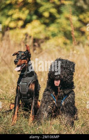 Beautiful Dobermann dog and Bouvier des Flandres dog funny sitting together outdoor in dry grass in autumn day. Funny Bouvier des Flandres herding dog Stock Photo