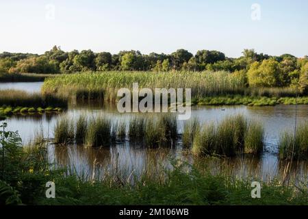 Marshes in Donana National & Natural Park, Andalusia, Spain. Stock Photo