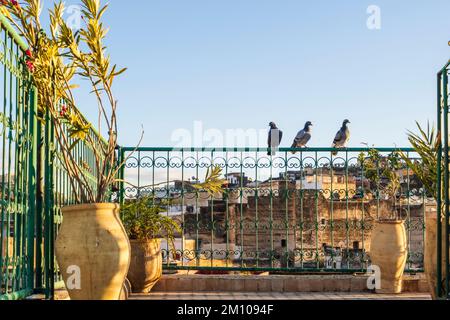 Pigeons resting on rooftop terrace in Medina during sunset, Fez, Morocco, North Africa Stock Photo