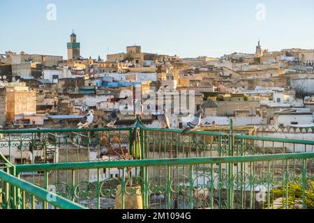 Medina of Fez skyline with pigeons resting on rooftop terrace at sunset, Fez, Morocco, North Africa Stock Photo