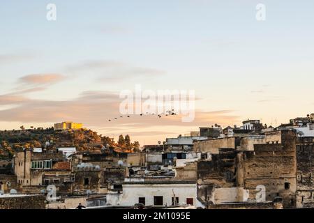 Old historic town of Fez with flock of birds flying toward sunset, Morroco, North Africa. Stock Photo