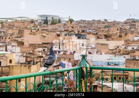 Pigeon resting on rooftop terrace in arabic old town called Medina, Fez, Morocco Stock Photo