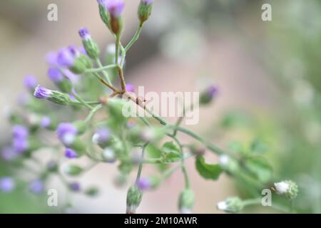 Cyanthillium cinereum small white and purple grass flowers also known as little ironweed and poovamkurunnila, Vernonia cinerea Cyanthillium cinereal . Stock Photo