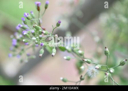 Cyanthillium cinereum small white and purple grass flowers also known as little ironweed and poovamkurunnila, Vernonia cinerea Cyanthillium cinereal . Stock Photo