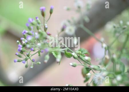 Cyanthillium cinereum small white and purple grass flowers also known as little ironweed and poovamkurunnila, Vernonia cinerea Cyanthillium cinereal . Stock Photo