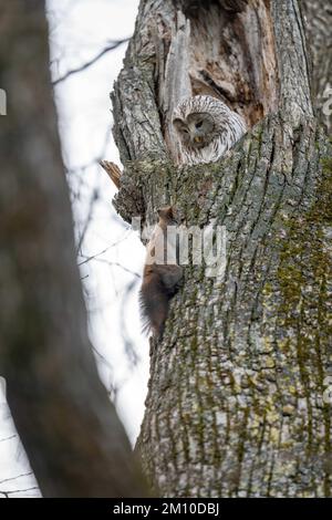 Staring at an intruder. Japan: THESE ADORABLE photos show two fluffy owls huddling together, hugging and hiding from an invading squirrel. One photo s Stock Photo