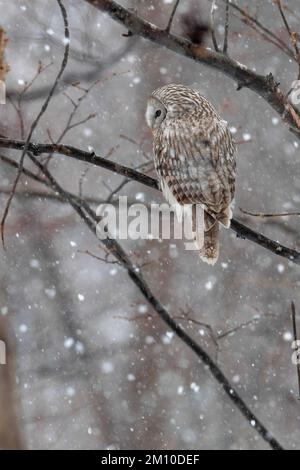 An owl in the snow. Japan: THESE ADORABLE photos show two fluffy owls