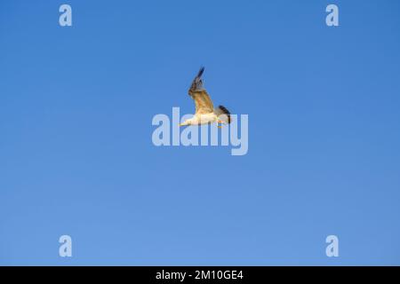 seagull in flight across the blue sky. Bird flying. Natural background Stock Photo