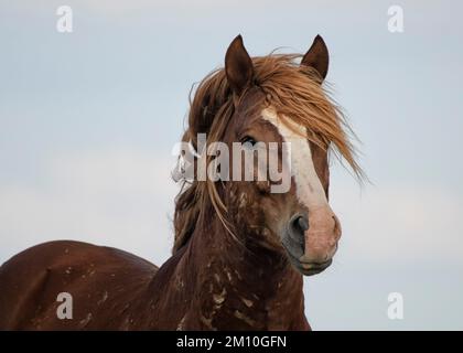 A brown Mustang horse looking at the camera in McCullough Peaks Area in Cody, Wyoming Stock Photo