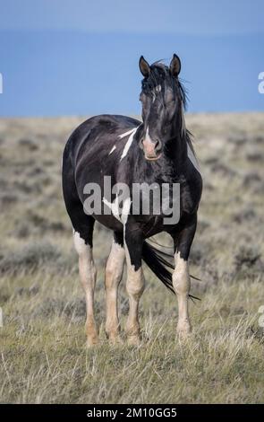 A black Mustang horse standing on grass ground in McCullough Peaks Area in Cody, Wyoming Stock Photo