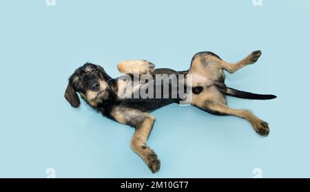 Submissive male mixed breed puppy dog lying dowm and  belly-up on isolated blue pastel background Stock Photo