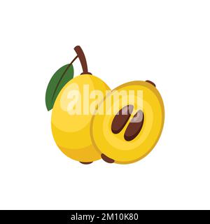 Loquat Flat design clip art vector illustration isolated on a white background Stock Vector