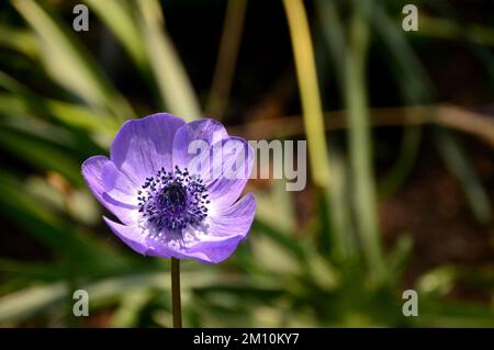 Single Violet-blue Anemone Coronaria (De Caen Group) 'Mr Fokker' Flower grown at the Eden Project, Cornwall, England, UK. Stock Photo