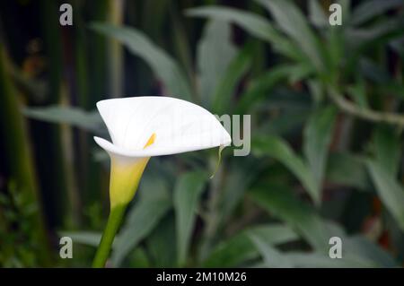 Single White Calla Aethiopica (Arum Lily) Flower grown at the Eden ...