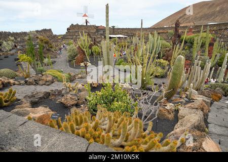 Cactus garden in Lanzarote island Stock Photo
