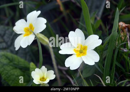 Pale Yellow/White Primula Vulgaris (Common Primrose) Flower in a Meadow on Hillsbrorough from the South West Coastal Path in Cornwall, England, UK. Stock Photo