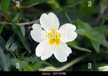 Pale Yellow/White Primula Vulgaris (Common Primrose) Flower in a Meadow on Hillsbrorough from the South West Coastal Path in Cornwall, England, UK. Stock Photo