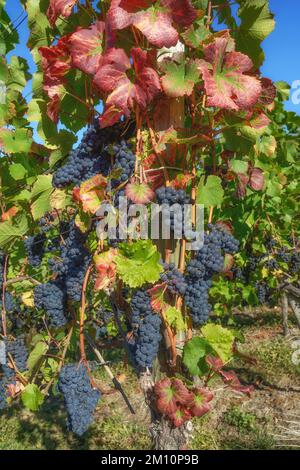 Vineyard in Ahrtal ,Bad Neuenahr-Ahrweiler,Germany Stock Photo