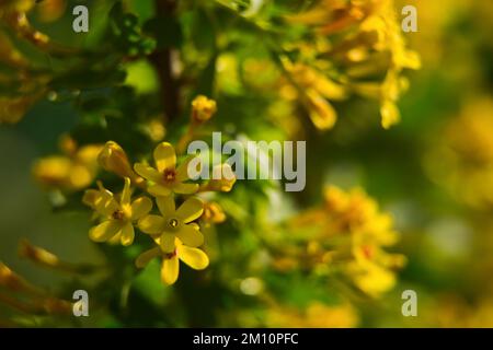 Soft focus of yellow Ribes aureum flower blooming.  Stock Photo
